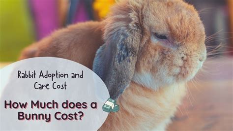 bunny cost